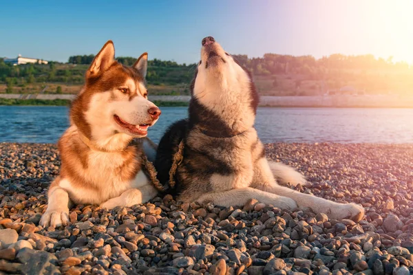 Kadar onların muzzles yükselterek iki husky köpek feryat. 