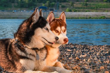 İki Sibirya husky köpek yan yana sahilde yalan. Yaz plaj zemin üzerine portre sevimli köpekler.