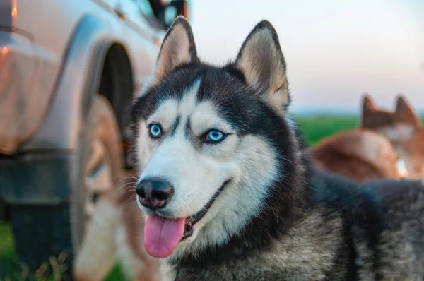 Feliz perro husky. Lindo retrato Siberiano husky con ojos azules brillantes . —  Fotos de Stock