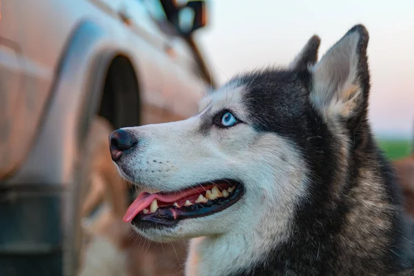 Feliz perro husky. Retrato de belleza husky siberiano con ojos azules brillantes . — Foto de Stock