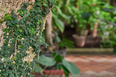 Liana sera içinde ağaç gövdesi üzerinde.