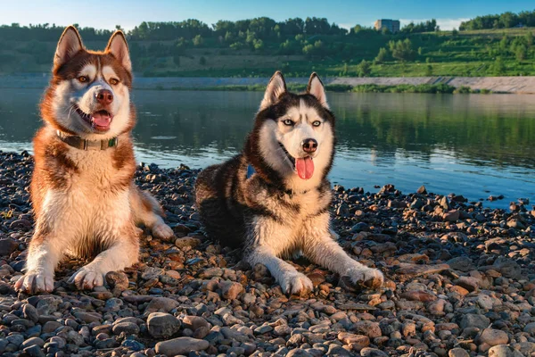 Doi câini Husky siberieni iubesc viața. Fericit zâmbitor câine husky roșu pe țărm frumos râu de vară . — Fotografie, imagine de stoc