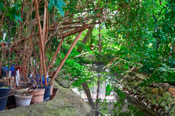 Piccolo stagno con verde piante in vaso subtropicali sulla riva — Foto Stock