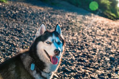Portre sevimli Sibirya husky köpek kayalık kıyısında. Yumuşak sıcak akşam ışığı.