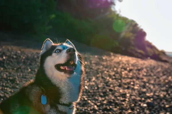 Husky dog olha para cima levantando a cara. Husky siberiano no passeio da noite de verão . — Fotografia de Stock