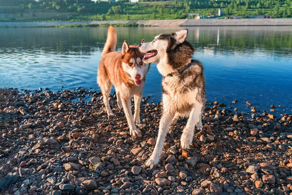 Dos perros husky siberianos se divierten jugando en la orilla por el agua . —  Fotos de Stock