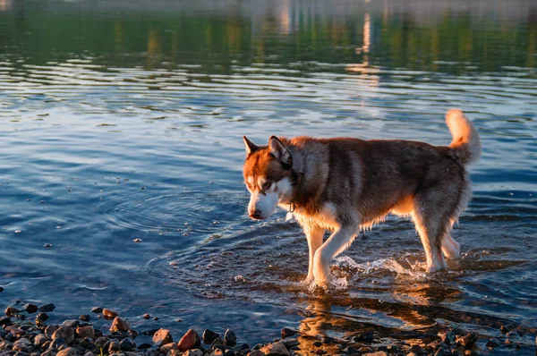 Red Siberian husky dog comes out of the water on sunny beach. Evening walk with dog in nature on. Warm sunny evening. — Stock Photo, Image
