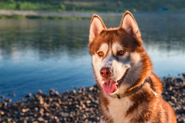 Sibirya Husky köpek hayat seviyor. Mutlu gülümseyen kırmızı husky köpek bir güzel yaz nehir kıyısında oturur