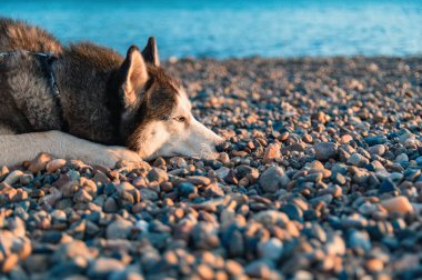 Sibirya husky köpek yüzünü çakıl üzerinde koyarak sahilde yalan portresi. 