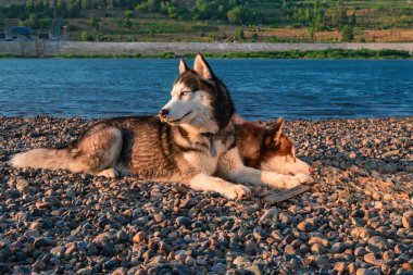 Güzel çift Sibirya husky köpekleri kıyısında dinlenme.