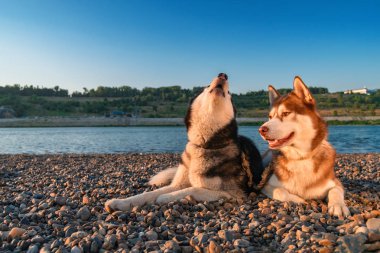 Siberian dış yapraklar köpekler karşı sakin bir nehir.