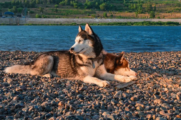 Frumos cuplu Siberian husky câini odihnă pe mal . — Fotografie, imagine de stoc
