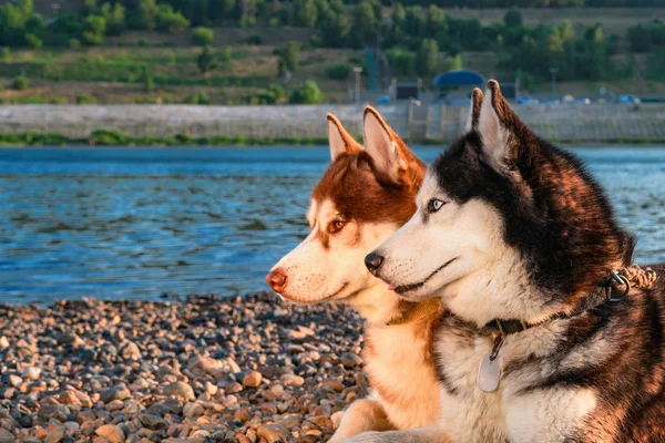 Hermosa pareja de perros husky siberianos contra un río tranquilo en la cálida noche de verano . —  Fotos de Stock