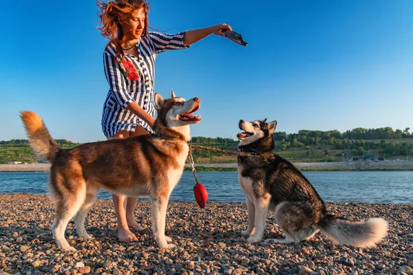 Hermosa chica con el pelo largo aleteo rojo juega con dos perros husky en la orilla del verano en los rayos de sol cálido por la noche —  Fotos de Stock
