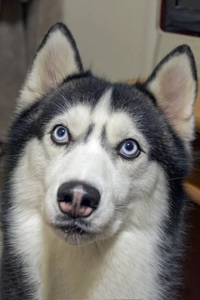 Hermoso retrato hermoso perro husky siberiano para el diseño de estilo de vida. Retrato de belleza. Retrato de cara de perro. Hermoso husky siberiano. Perro husky siberiano . — Foto de Stock