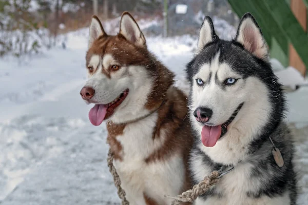 Hermoso retrato hermosos perros husky siberianos. Retrato de belleza. Perros lindo retrato de cara. Hermoso husky siberiano. Perros husky siberianos . —  Fotos de Stock