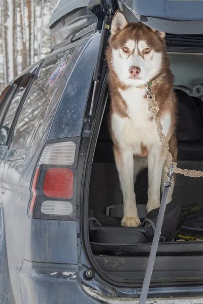 Ο σκύλος στο πορτ-μπαγκάζ αυτοκινήτων τζιπ. Κόκκινο Σιβηρικό γεροδεμένο σκυλί προσβλέπει στην κάμερα. — Φωτογραφία Αρχείου