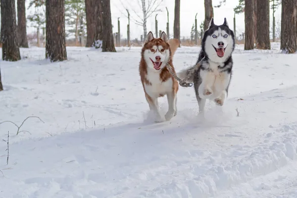 Aantal honden Siberische husky met gekke, grappige gezichten uitvoeren naar voren. Leuke honden lopen door de sneeuw naar u. — Stockfoto