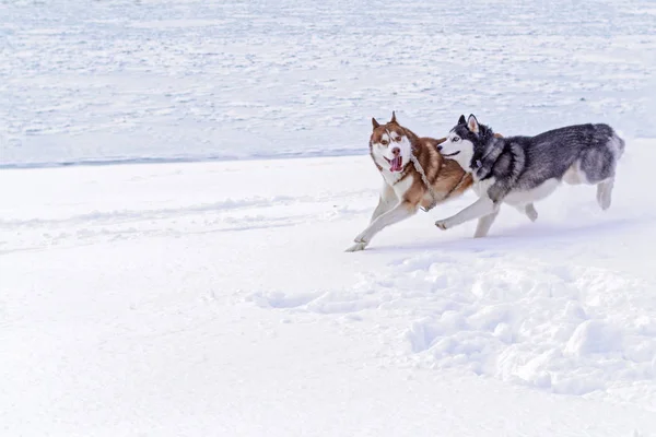 Casal de cães Husky siberiano com caras estranhas loucas correr na margem coberta de neve do rio. Cães bonitos jogar na neve . — Fotografia de Stock