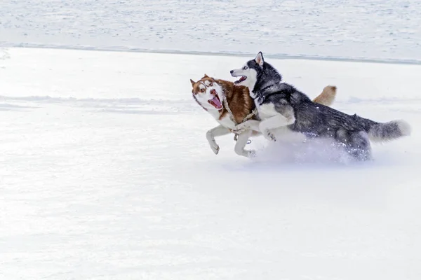 Dois cães Siberian husky com caras engraçadas correr na costa coberta de neve. Animais de estimação jogar na neve . — Fotografia de Stock
