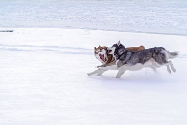 Siberian dış yapraklar kış. Mutlu husky köpek karda çalıştırın. Güzel siberian dış yapraklar kar köpekleri. Köpek kızağı. 
