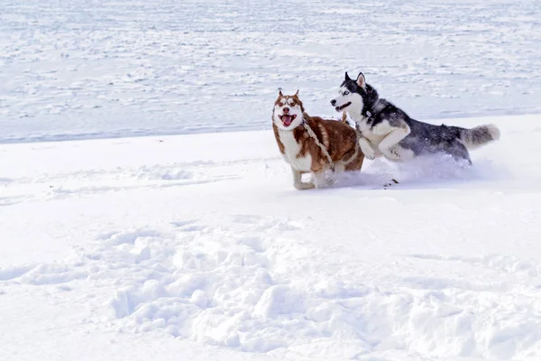 Cães husky siberianos. Cães husky siberianos no fundo branco. Bonito husky siberiano. Cães da neve. Cão trenó . — Fotografia de Stock