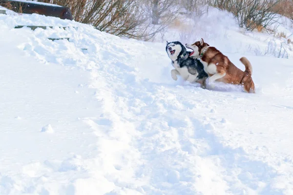 Siberische husky honden winter. Gelukkig husky uitgevoerd in witte sneeuw. Mooie Siberische husky sneeuw honden. — Stockfoto