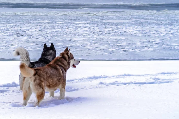 Portret twee honden Siberische husky staande op de oever en het drijvend ijs te kijken. Achteraanzicht. Kopiëren van ruimte. — Stockfoto