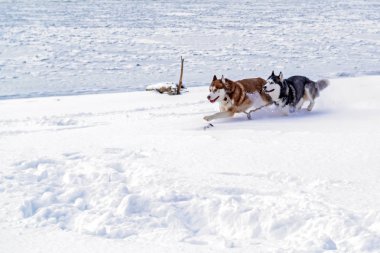 Siberian dış yapraklar hızla kar üzerinden çalışan köpekler. İki Husky köpek donmuş kış nehir koşusu.