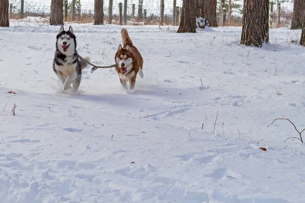 Dva psi sibiřský husky s crazy ksichty běžet vpřed. Běh přes bílý sníh vás psi. — Stock fotografie