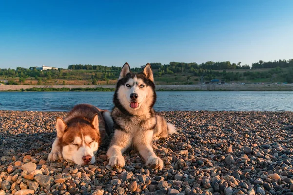 Két kutya szibériai husky fajta hazugság folyó partján meleg nyári napos este. — Stock Fotó