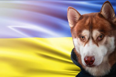 Vatansever köpek Ukrayna bayrağı önünde gururla. Parlak güneş ışınlarının sweatshirt içinde portre siberian dış yapraklar.