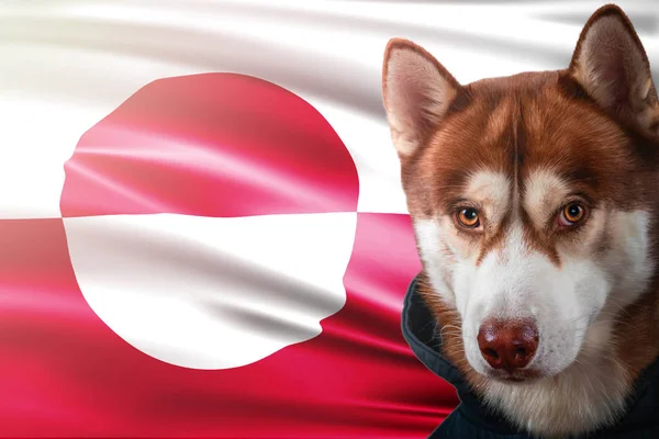 Perro patriótico orgullosamente frente a la bandera del estado de Groenlandia. Retrato siberiano husky en sudadera en los rayos del sol brillante . — Foto de Stock