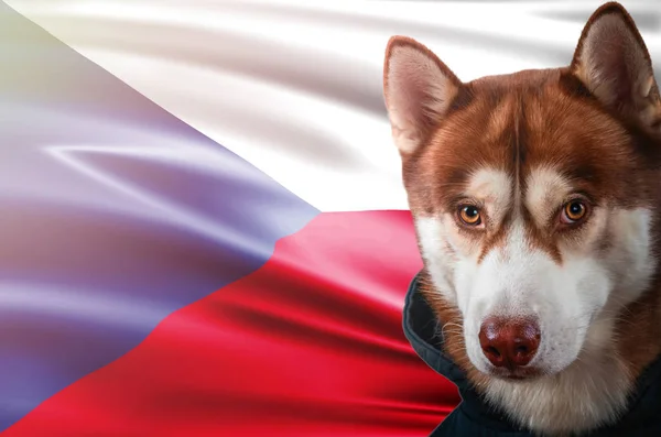 Perro patriótico orgullosamente delante de la bandera de la República Checa. Retrato siberiano husky en sudadera en los rayos del sol brillante . — Foto de Stock