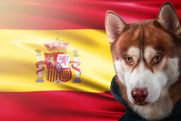 Patriotic dog proudly in front of Spain state flag. Portrait siberian husky in sweatshirt in the rays of bright sun.