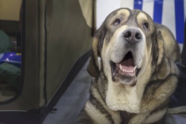 Yerde yatarken iyi İspanyol Mastiff köpeğe benziyor. Portre büyük köpek. Kopya alanı.