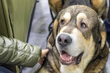 Büyük İspanyol Mastiff köpek yerde yatarken görünüyor. Portre büyük köpek kapatın.