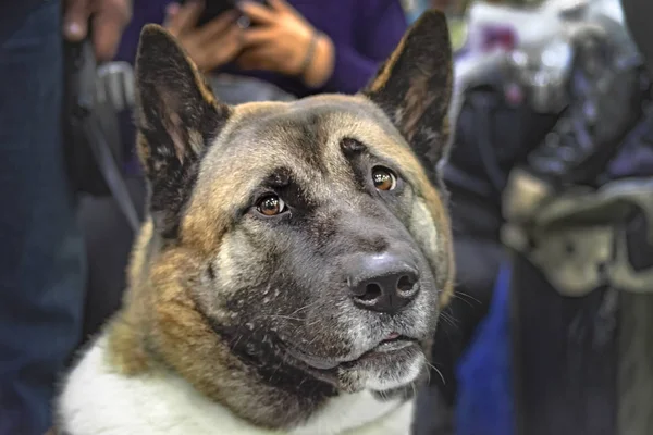 Starý pes American Akita s šedou tvář a inteligentní vzhled. Detail přední portrét vznešené japonského psa. Staré sladké pes. — Stock fotografie