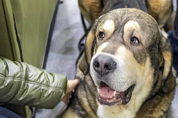 Büyük İspanyol Mastiff köpek yerde yatarken görünüyor. Portre büyük köpek kapatın. — Stok fotoğraf