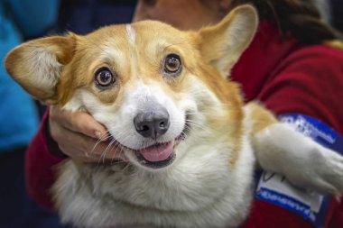 Komik Corgi köpek koca kulaklı. Poster, duvar kağıdı eller sahibi üzerinde kırmızı köpek. Önden Görünüm pozitif gülümseyen köpek