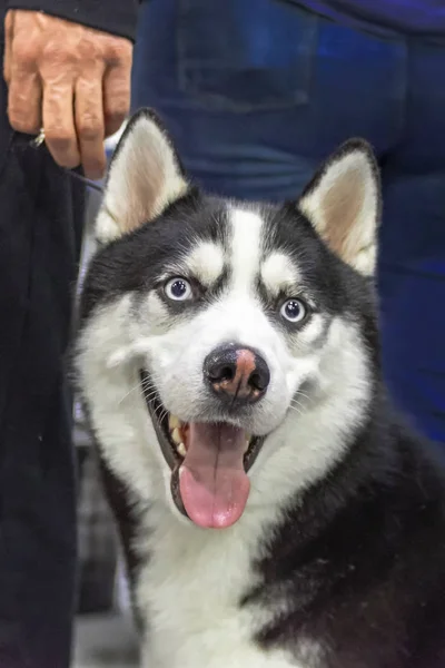 รูปภาพสุนัขฮัสกี้ไซบีเรียร่าเริงกับตาสีฟ้าบนพื้นหลังที่มืด รูปสุนัขที่น่ารัก ยิ้มหน้าฮัสกี้ หัวเราะหนุ่ม husky รูปภาพสุนัข . — ภาพถ่ายสต็อก