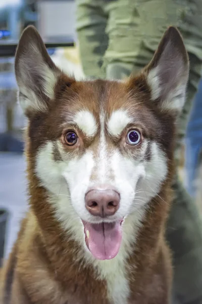 Siberian Husky Pies Crazy Kolorowe Oczy Czerwony Pies Śmieszne Twarz — Zdjęcie stockowe