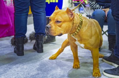 Amerikan stafforshire Terrier köpek doğurmak amstaff mücadele,.