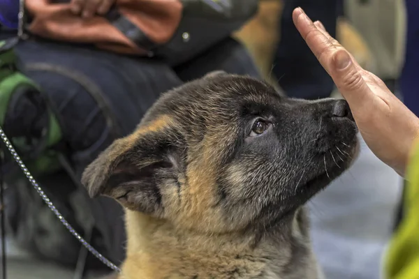 Roztomilé štěně americká Akita pes důvěřivě čichání dlaň člověka. Detail portrét, boční pohled. Krásné štěně, happy akita. — Stock fotografie