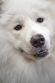 Detailní portrét krásné bílé pes samojed.