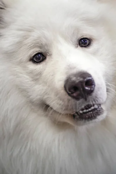 Detailní portrét krásné bílé pes samojed. — Stock fotografie