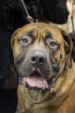 Bekçi dövüş köpeği. Yakın çekim portre büyük Mastiff köpek. Güçlü, asil Moloss köpek.