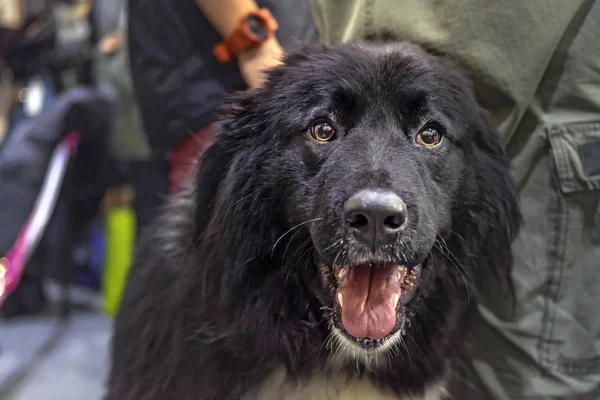 Gülümseyen Yüzü Neşeli Siyah Köpek Köpek Ile Açık Ağzı Kameraya — Stok fotoğraf