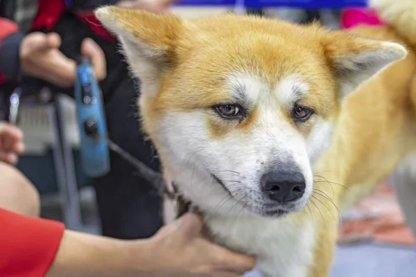 Üzgün köpek Akita Inu portresi. Baş sevimli köpek. — Stok fotoğraf