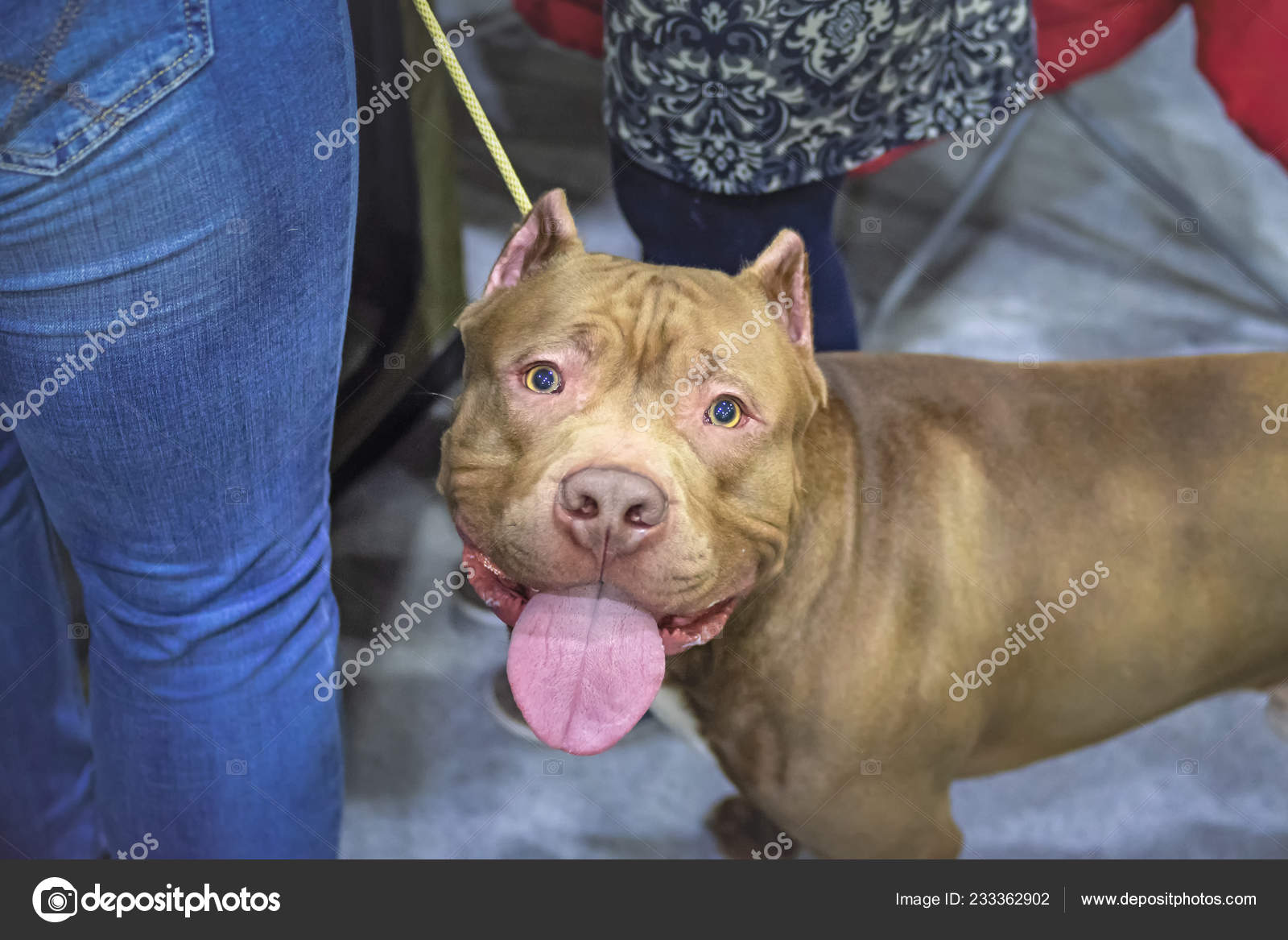 red nose pitbull cropped ears